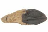 Rooted Triceratops Tooth - South Dakota #70134-2